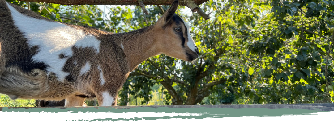 Sunny et Holy - FAUVEAU zoothérapie et médiation animale à Lyon et Rhône