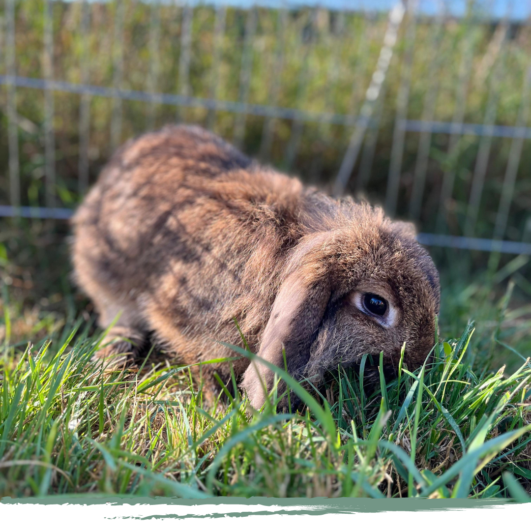 FAUVEAU zoothérapie et médiation animale à Lyon et Rhône