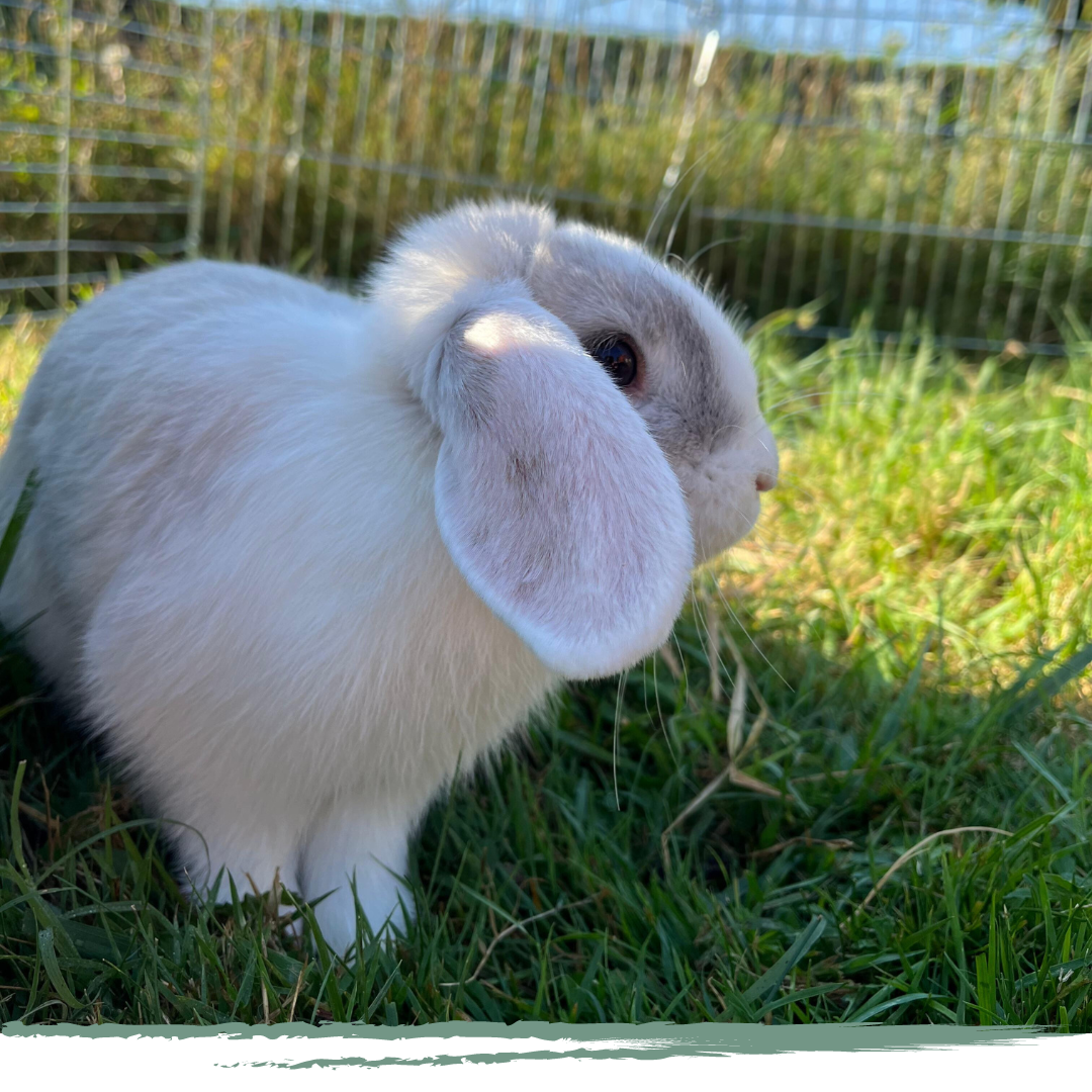 FAUVEAU zoothérapie et médiation animale à Lyon et Rhône