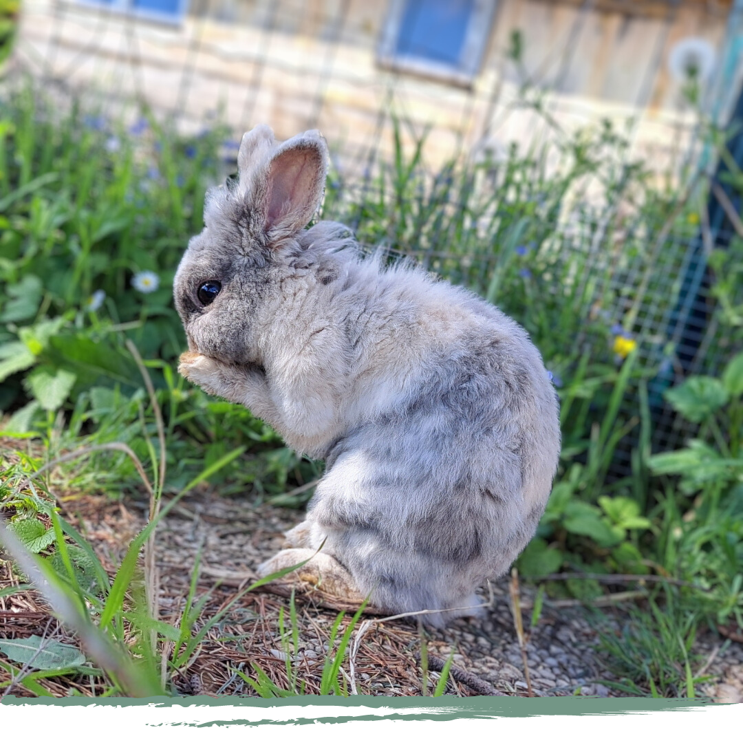 FAUVEAU zoothérapie et médiation animale à Lyon et Rhône