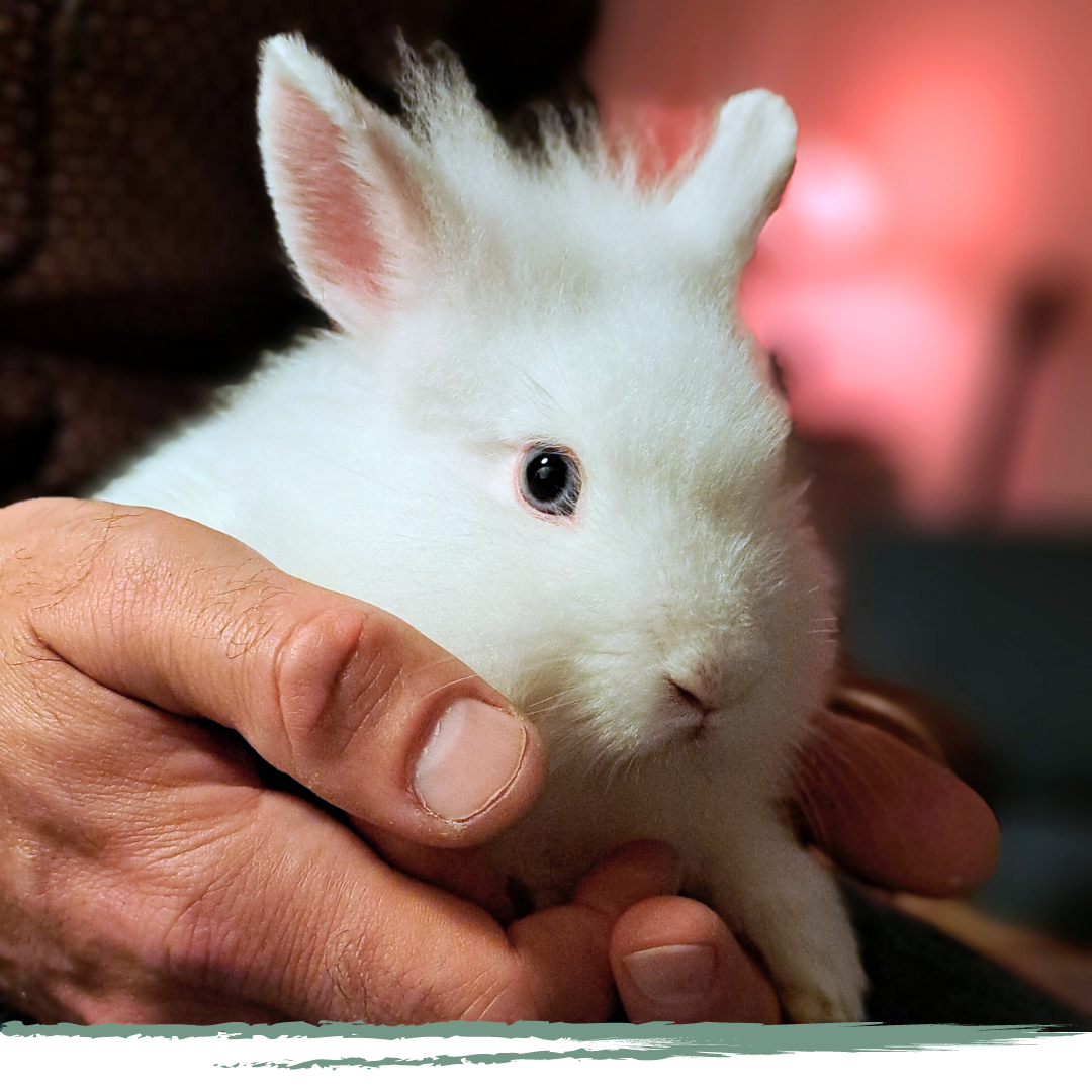 FAUVEAU zoothérapie et médiation animale à Lyon et Rhône