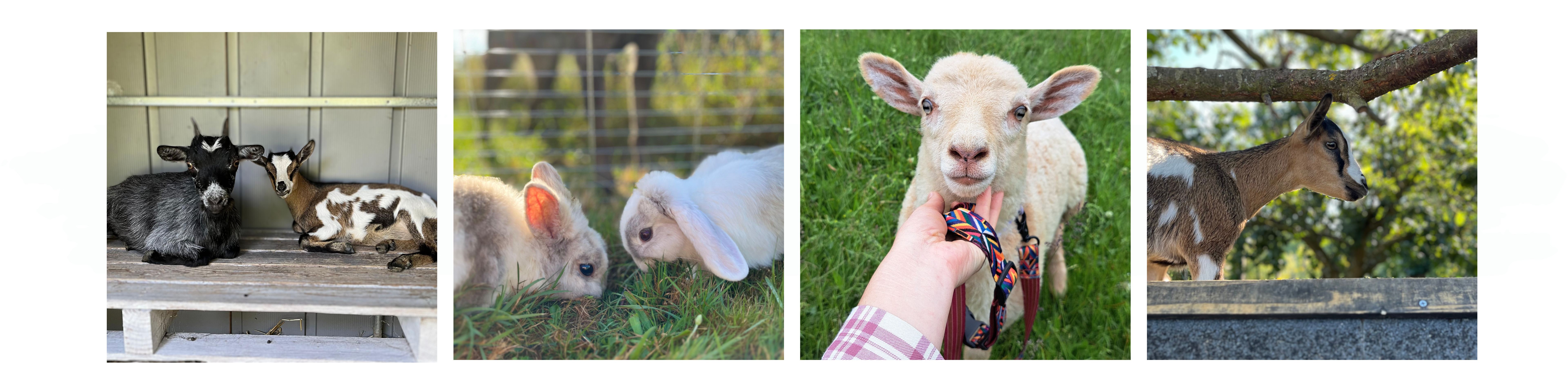 Sunny et Holy - FAUVEAU zoothérapie et médiation animale à Lyon et Rhône