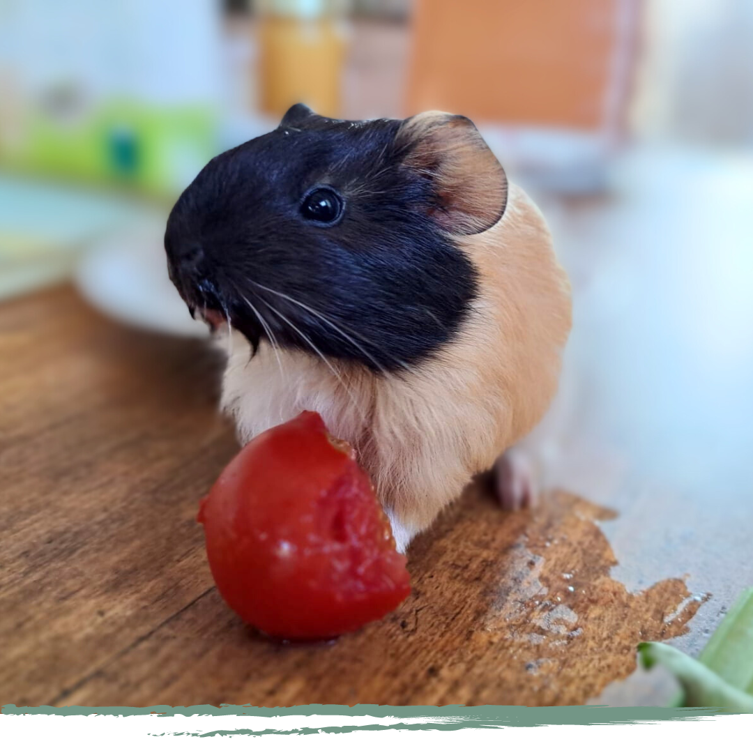 FAUVEAU ZOOTHERAPIE LYON MEDIATION ANIMALE