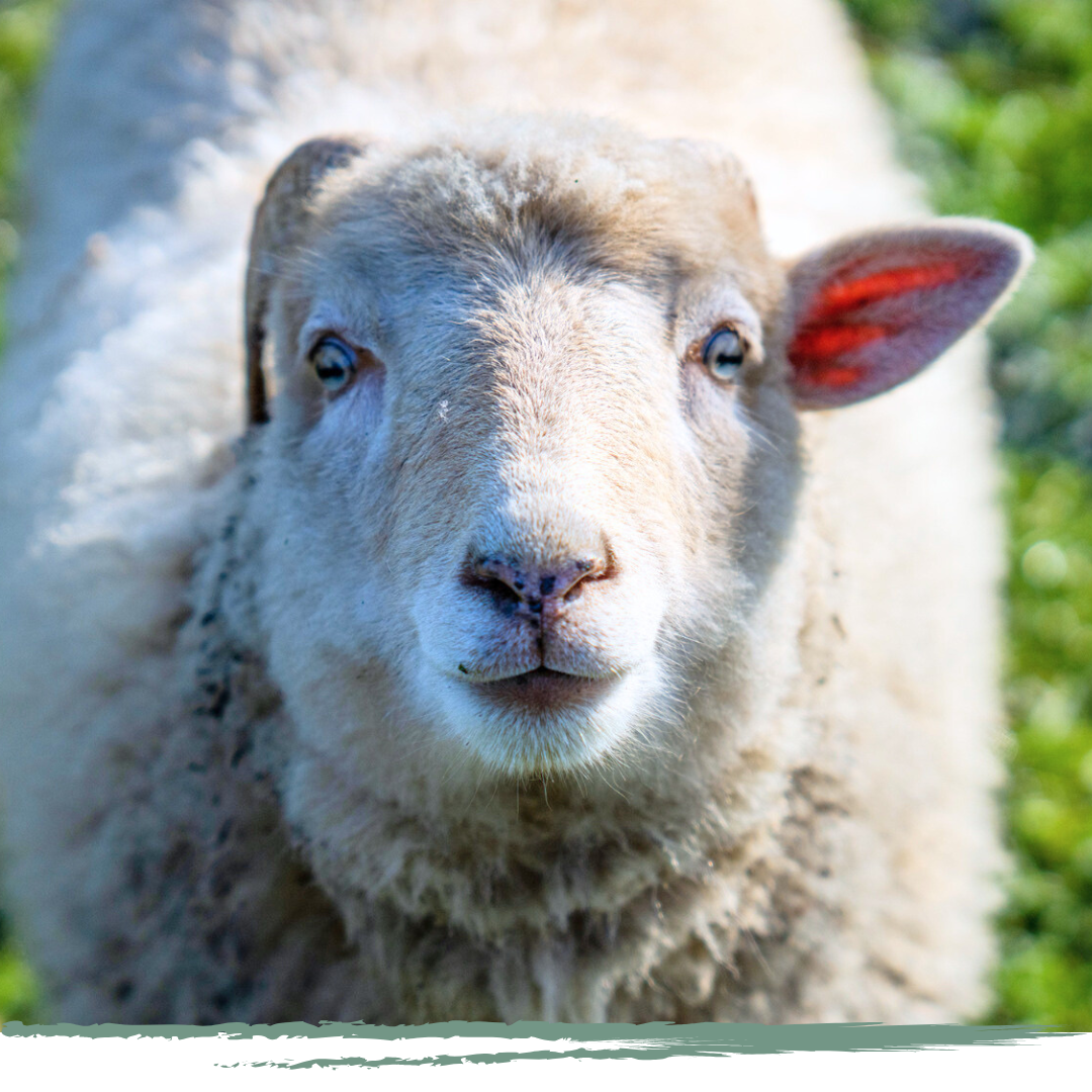 Spike thérapie assistée médiation animale zoothérapie lyon fauveau rhone haute-loire 43 69 puy en velay