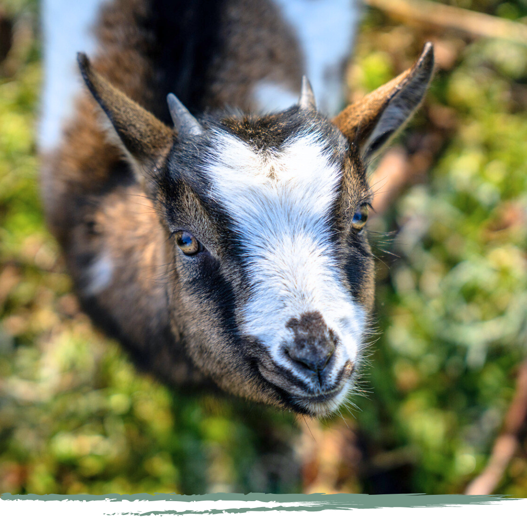médiation animale zoothérapie lyon fauveau rhone haute-loire 43 69 puy en velay
