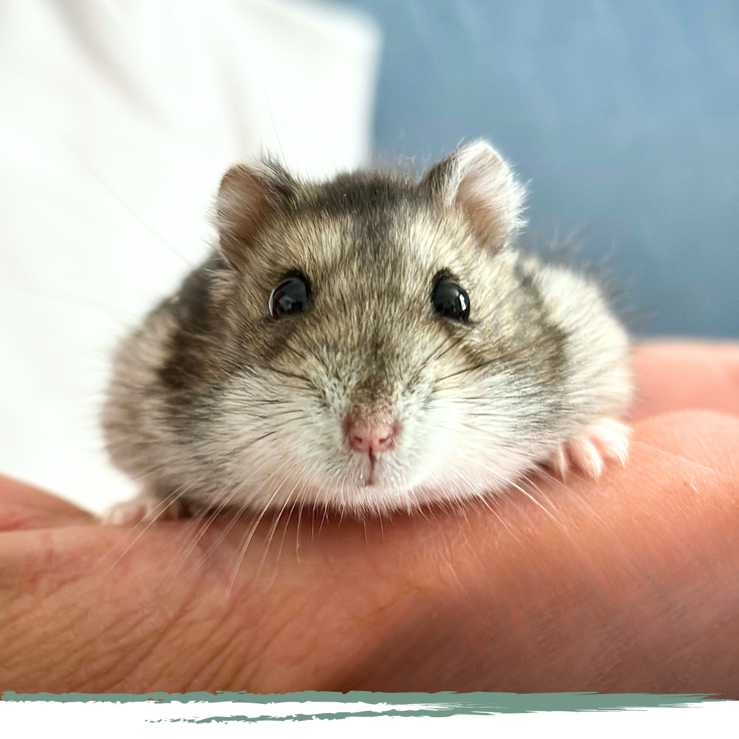 Hamster nain russe médiateur zoothérapie lyon rhone 69 43 puy en velay